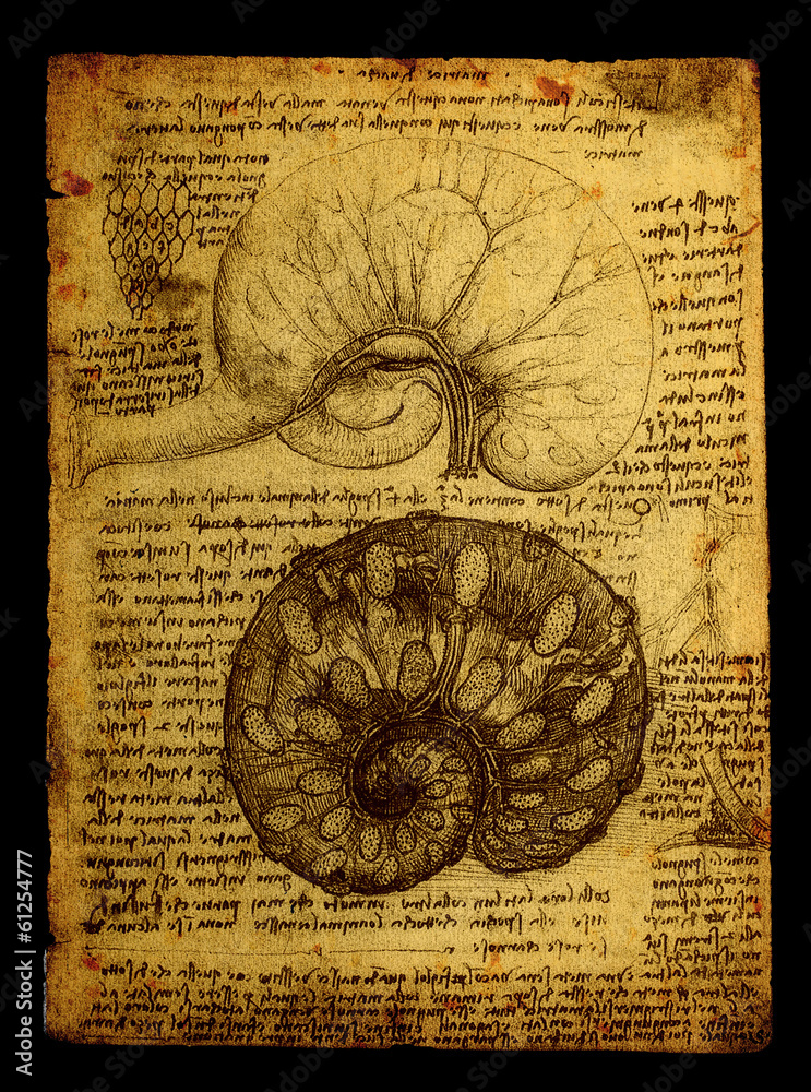 Naklejka premium Anatomy