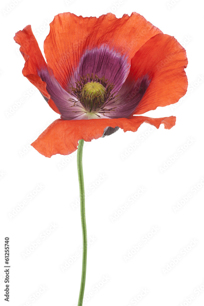 Fototapeta premium MAK