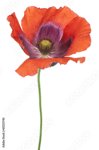 Fototapeta Naklejka Na Ścianę i Meble -  poppy