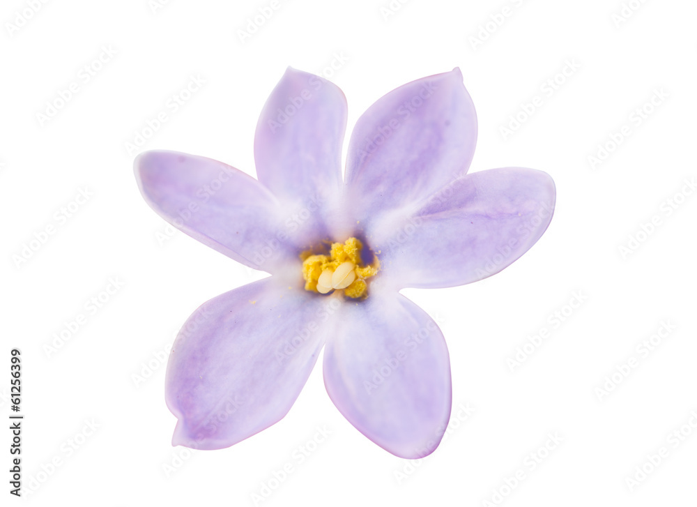 lilac flowers isolated