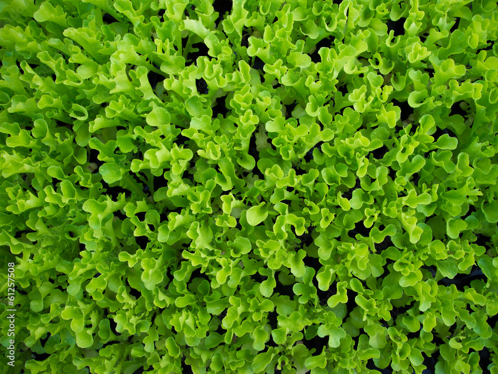 Lettuce background Lettuce background