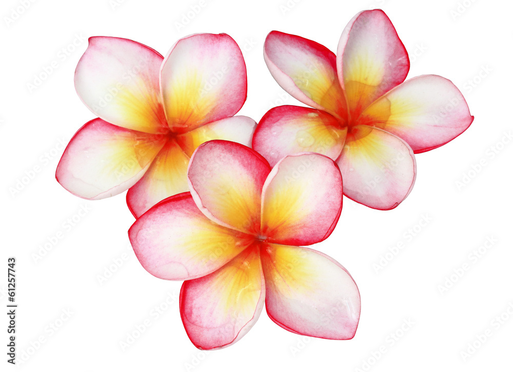 frangipani frangipani