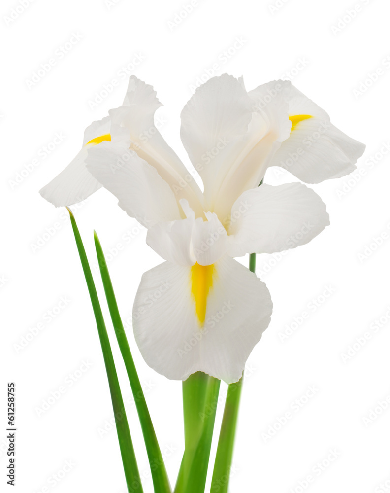 Papier peint fleur d&#39;iris blanc - NikkelArt.be