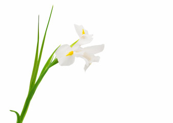 Papier peint photo Iris Iris blanc immaculé sur fond clair  © ksena32