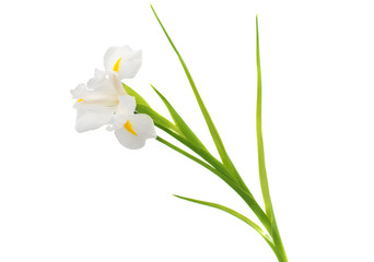 Papier peint photo Iris Iris blanc aux pétales veloutés  © ksena32
