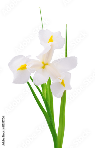 Fototapeta Naklejka Na Ścianę i Meble -  white iris flower