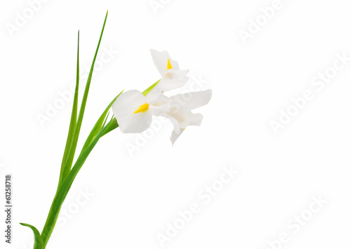 Fototapeta Naklejka Na Ścianę i Meble -  white iris flower