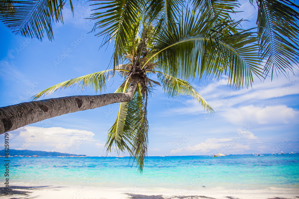 Coconut Palm tree on the white sandy beach Coconut Palm tree on the white sandy beach