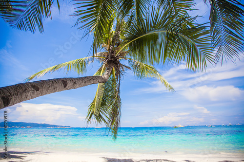 Coconut Palm tree on the white sandy beach