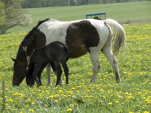horses