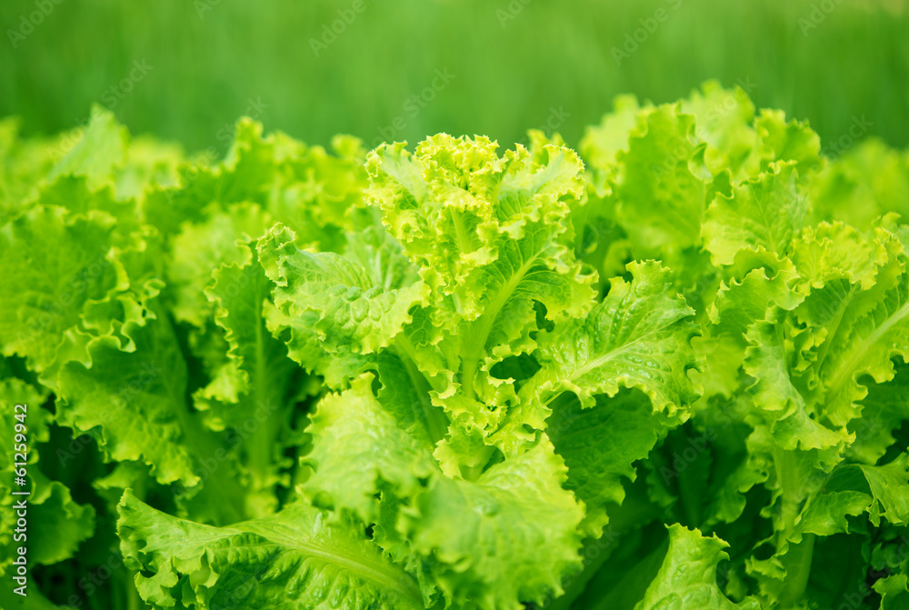 lettuce growing lettuce growing
