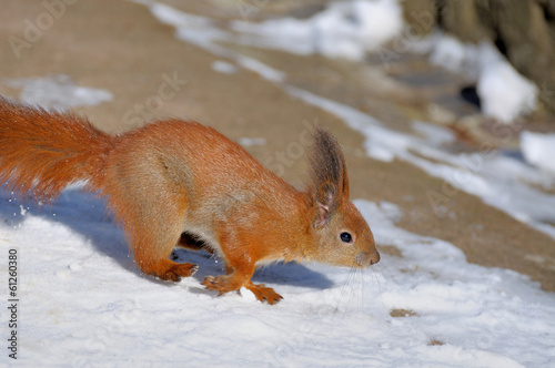 Squirrel © Pavlo Burdyak