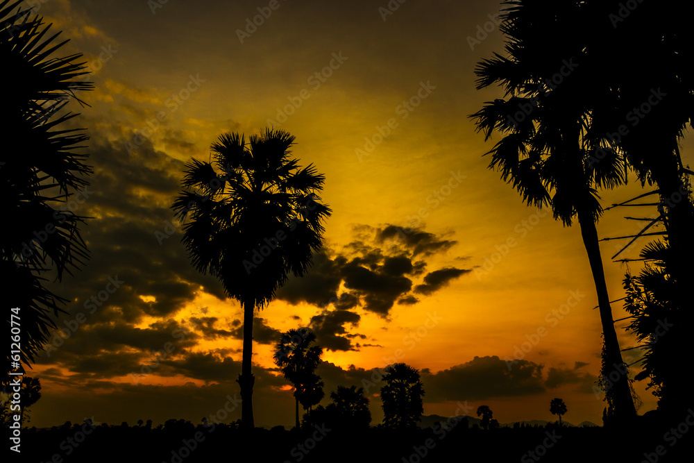 Silhouette of Toddy palm or Sugar palm.