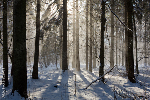 Snowfall in winter sun