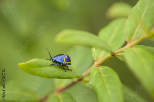 blue bug, colorful beatle bug in Chiengmai forest, Thailand
