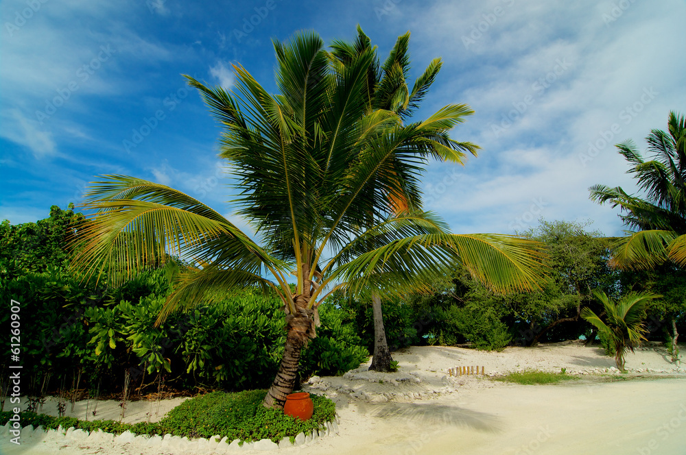 Fototapeta premium Palm Tree Alley