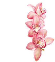 Poster Orchidee Roze orchideeën op witte ondergrond  © Antonel