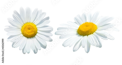Canvas Print Camomile isolated on white background