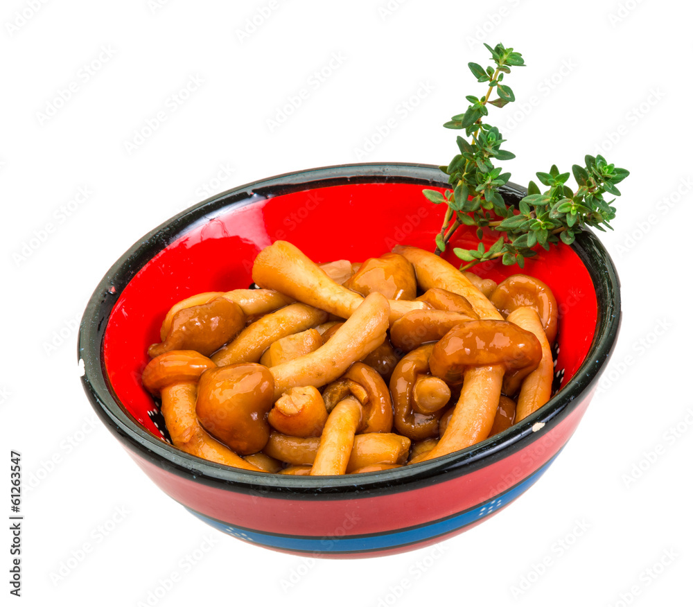 Armillaria Armillaria