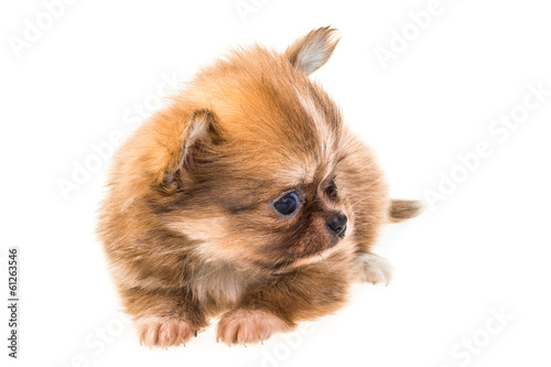 Chihuahua puppy