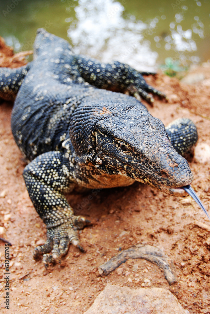Varanus salvator, a large lizard close up, Sri Lanka Varanus salvator, a large lizard close up, Sri Lanka