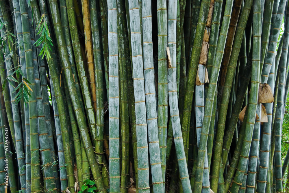 Fototapeta premium giant bamboo in the Royal Botanical Gardens, Kandy, Sri Lanka