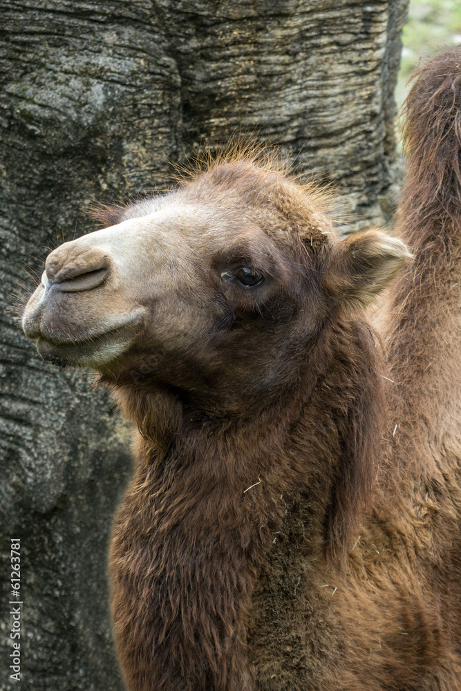 Closeup of a hairy Bactrian camel (Camelus bactrianus)