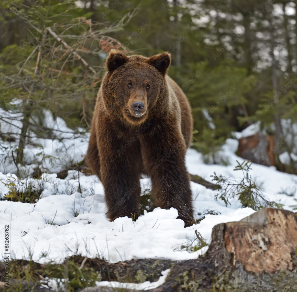 Brown bear in the woods in winter Brown bear in the woods in winter