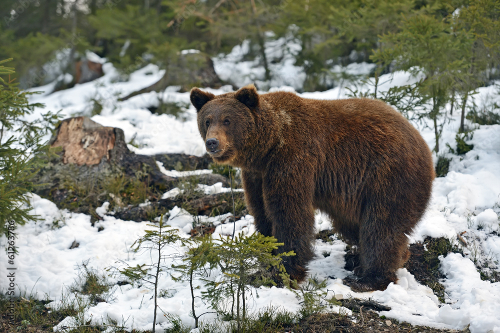 Brown bear in the woods in winter Brown bear in the woods in winter
