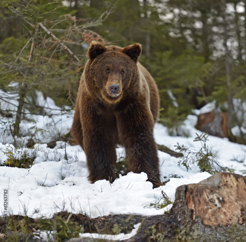 Brown bear in the woods in winter © kyslynskyy