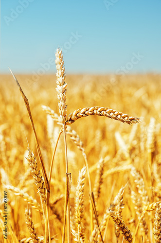 gold harvest close up