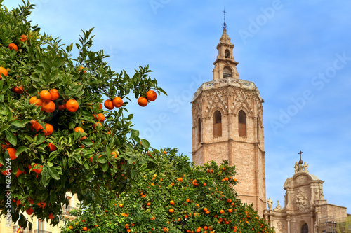 Orange tree and Valencia Cathedral.