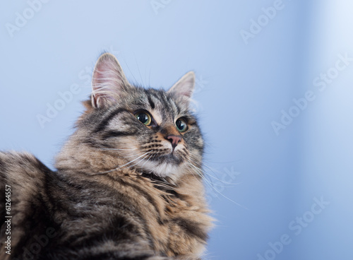 Beautiful cat posing © stokkete