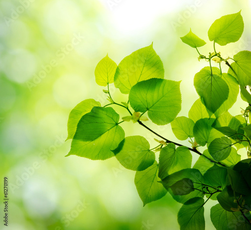 Canvas-taulu fresh and green leaves