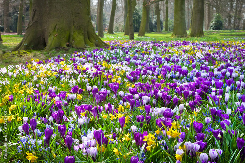 Crocuses and narcissus in the park.