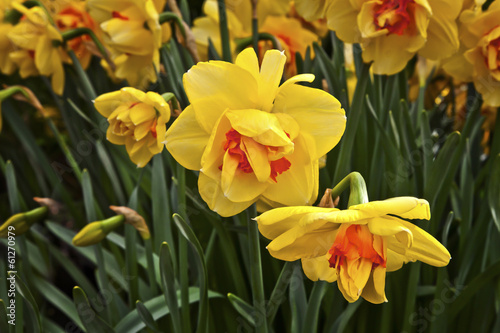 Fototapeta Naklejka Na Ścianę i Meble -  Beautiful yellow daffodils. Narcissus.