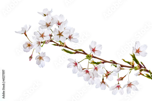 A branch of a cherry on a white background.