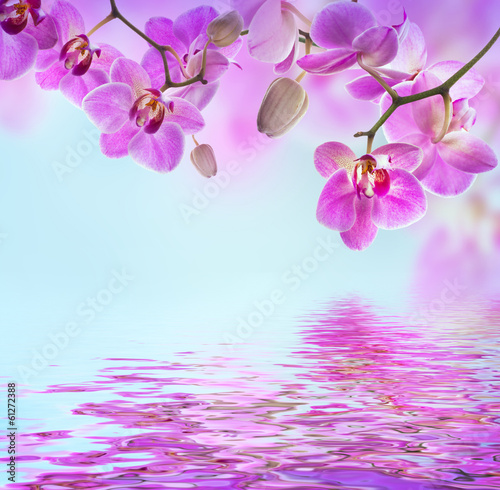 Fototapeta Naklejka Na Ścianę i Meble -  Floral background of tropical orchids