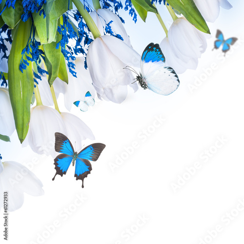 Fototapeta Naklejka Na Ścianę i Meble -  White tulips with blue grass and  butterfly. Floral background.