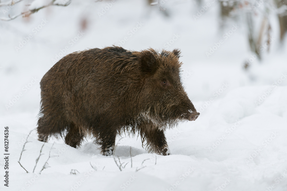 Wildschwein, Wild Boar, Sus scrofa Wildschwein, Wild Boar, Sus scrofa