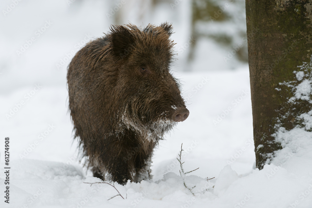 Wildschwein, Wild Boar, Sus scrofa Wildschwein, Wild Boar, Sus scrofa