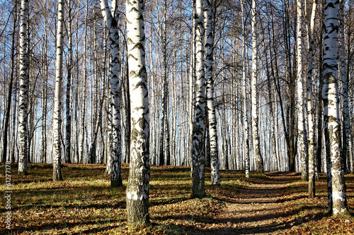 Fototapeta Naklejka Na Ścianę i Meble -  Pathway in sunny autumn forest