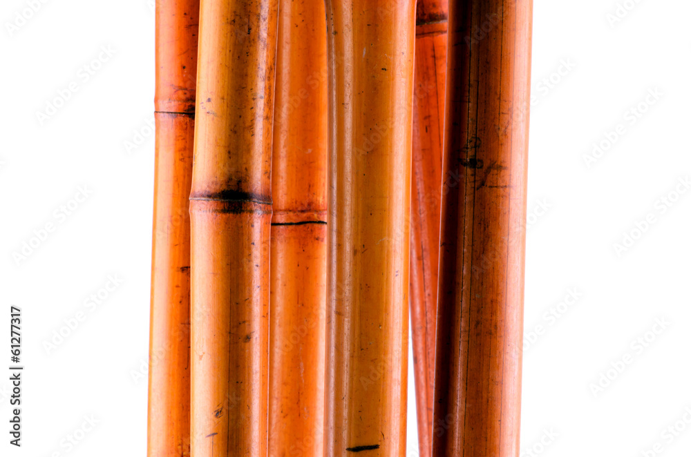 Bamboo