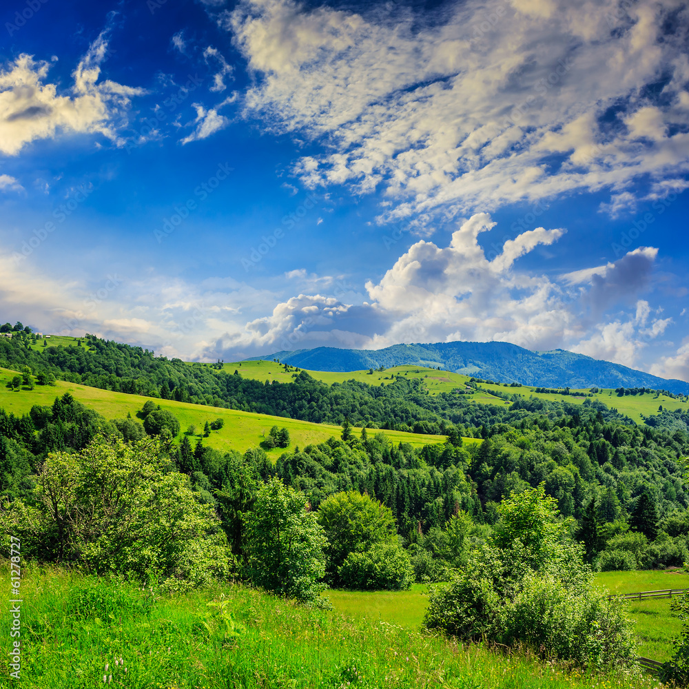 pine trees near valley in mountains  on hillside under sky with