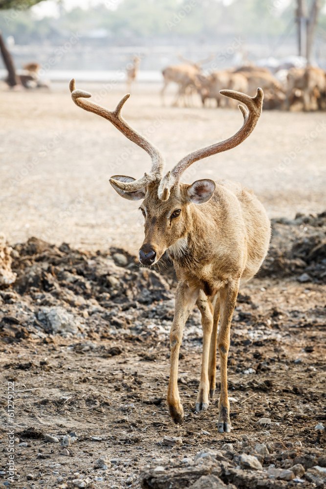Obraz premium brown deer
