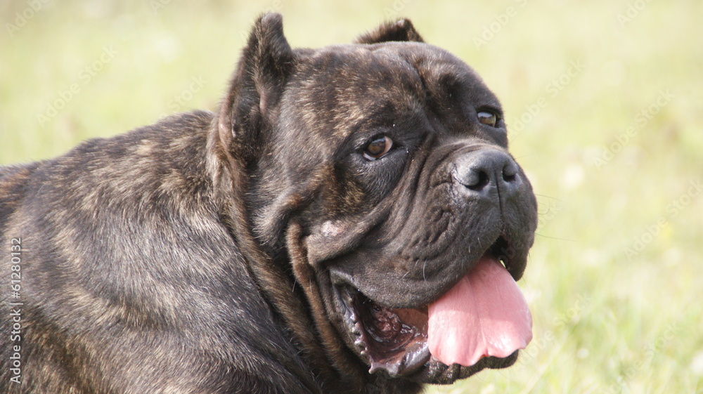 Cane corso