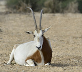Sahara Oryx in National reserve park, 30 km north of Eilat