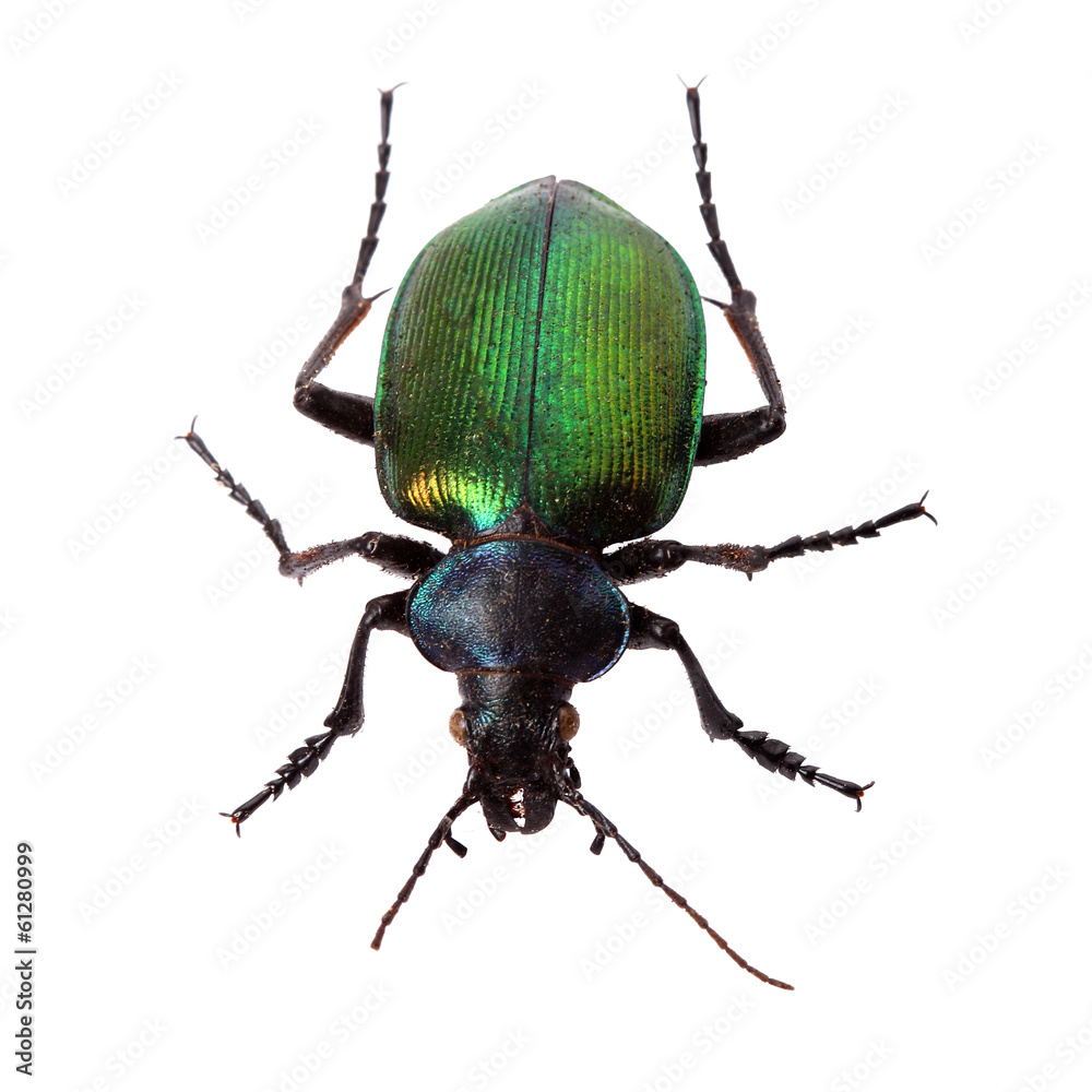 Forest caterpillar hunter (Calosoma sycophanta) on white Forest caterpillar hunter (Calosoma sycophanta) on white