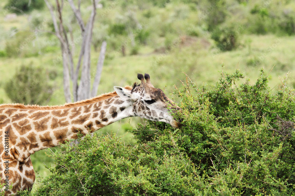 Fototapeta premium A beautiful Giraffe feeding the green bushes