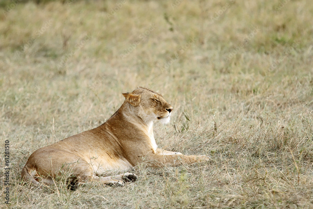 Obraz premium A lioness sitting on grassland